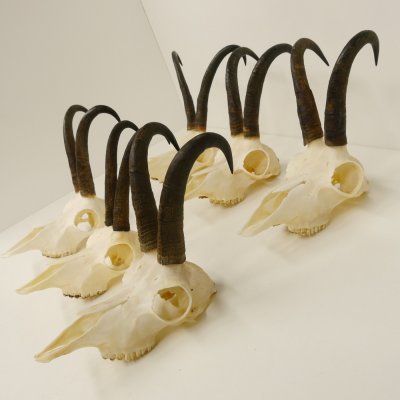 6 Stück Gamsgeweihe Gemse Geweihe Schlauchlänge max. 22,5 cm 47.195