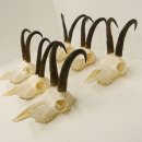 6 Stück Gamsgeweihe Gemse Geweihe Schlauchlänge max. 22,5 cm 47.195