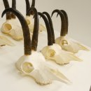 6 Stück Gamsgeweihe Gemse Geweihe Schlauchlänge max. 22,5 cm 47.195