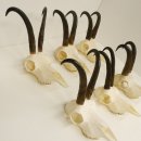 6 Stück Gamsgeweihe Gemse Geweihe Schlauchlänge max. 22,5 cm 47.195