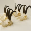 6 Stück Gamsgeweihe Gemse Geweihe Schlauchlänge max. 22,5 cm 47.195