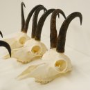 6 Stück Gamsgeweihe Gemse Geweihe Schlauchlänge max. 22,5 cm 47.195