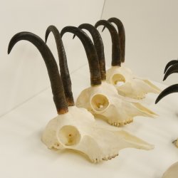 6 Stück Gamsgeweihe Gemse Geweihe Schlauchlänge max. 22,5 cm 47.195
