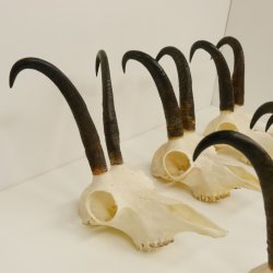 6 Stück Gamsgeweihe Gemse Geweihe Schlauchlänge max. 22,5 cm 47.195