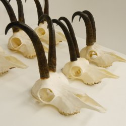 6 Stück Gamsgeweihe Gemse Geweihe Schlauchlänge max. 22,5 cm 47.195