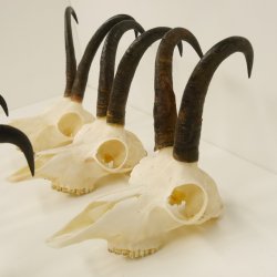 6 Stück Gamsgeweihe Gemse Geweihe Schlauchlänge max. 22,5 cm 47.195