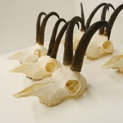 6 Stück Gamsgeweihe Gemse Geweihe Schlauchlänge max. 22,5 cm 47.195