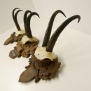 3 Stück Gamsgeweihe Gemse Geweihe auf geschnitzten Trophäenschilder SL max. bis 22,1 cm 47.198