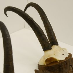 3 Stück Gamsgeweihe Gemse Geweihe auf geschnitzten Trophäenschilder SL max. bis 22,1 cm 47.198