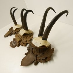3 Stück Gamsgeweihe Gemse Geweihe auf geschnitzten Trophäenschilder SL max. bis 22,1 cm 47.198