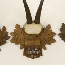 3 Stück Gamsgeweihe Gemse Geweihe auf geschnitzten Trophäenschilder SL max. bis 22,1 cm 47.198