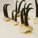 6 Stück Gamsgeweihe Gemse Geweihe Schlauchlänge max. bis 19 cm 47.199