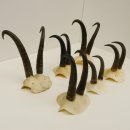 6 Stück Gamsgeweihe Gemse Geweihe Schlauchlänge max. bis 19 cm 47.199