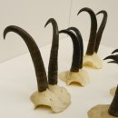 6 Stück Gamsgeweihe Gemse Geweihe Schlauchlänge max. bis 19 cm 47.199