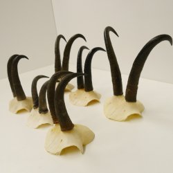 6 Stück Gamsgeweihe Gemse Geweihe Schlauchlänge max. bis 19 cm 47.199
