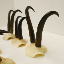 6 Stück Gamsgeweihe Gemse Geweihe Schlauchlänge max. bis 19 cm 47.199