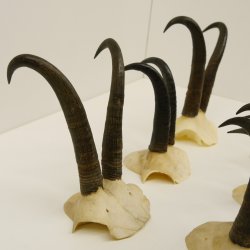 6 Stück Gamsgeweihe Gemse Geweihe Schlauchlänge max. bis 19 cm 47.199