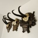 3 Stück Gamsgeweihe Gemse Geweihe auf geschnitzten Trophäenschilder SL max. bis 23,7 cm 47.201