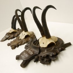 3 Stück Gamsgeweihe Gemse Geweihe auf geschnitzten Trophäenschilder SL max. bis 23,7 cm 47.201