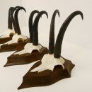 4 Stück Gamsgeweihe starke Gemse Geweihe auf Trophäenschilder SL 23,4 - 24 cm 47.202