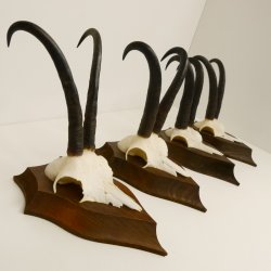 4 Stück Gamsgeweihe starke Gemse Geweihe auf Trophäenschilder SL 23,4 - 24 cm 47.202