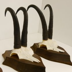 4 Stück Gamsgeweihe starke Gemse Geweihe auf Trophäenschilder SL 23,4 - 24 cm 47.202