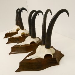 4 Stück Gamsgeweihe starke Gemse Geweihe auf Trophäenschilder SL 23,4 - 24 cm 47.202