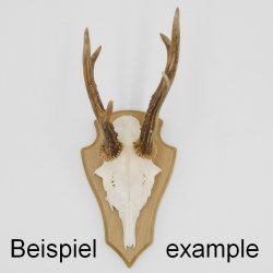 Trophäenschilder Reh 10 Stück Spitz AF 19x11 mit 1 Kieferfach Eiche hell + Montageklammer GTKv50.72/1KF-10+K