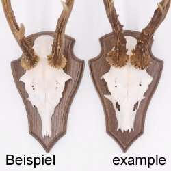 Trophäenschilder Reh 10 Stück Spitz AF 19x11 mit 1 Kieferfach Eiche braun + Montageklammer GTKv50.81/1KF-10+K
