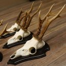 5 Stück Rehgeweihe Rehbocke Reh Bock Geweihe auf Trophäenschildern 22.1244