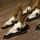 5 Stück Rehgeweihe Rehbocke Reh Bock Geweihe auf Trophäenschildern 22.1244