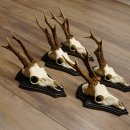 5 Stück Rehgeweihe Rehbocke Reh Bock Geweihe auf Trophäenschildern 22.1244