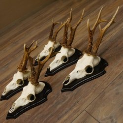 5 Stück Rehgeweihe Rehbocke Reh Bock Geweihe auf Trophäenschildern 22.1244