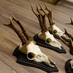 5 Stück Rehgeweihe Rehbocke Reh Bock Geweihe auf Trophäenschildern 22.1244