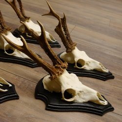 5 Stück Rehgeweihe Rehbocke Reh Bock Geweihe auf Trophäenschildern 22.1244