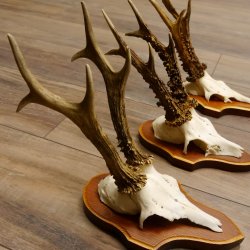 3 Stück Rehgeweihe Rehbocke Reh Bock Geweihe auf Trophäenschildern 22.1251