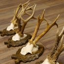 5 Stück Rehgeweihe Rehbocke Reh Bock Geweihe auf geschnitzten Trophäenschildern 22.1253