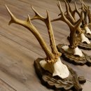 5 Stück Rehgeweihe Rehbocke Reh Bock Geweihe auf geschnitzten Trophäenschildern 22.1253