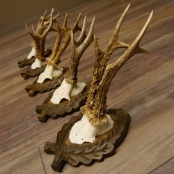 5 Stück Rehgeweihe Rehbocke Reh Bock Geweihe auf geschnitzten Trophäenschildern 22.1253