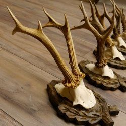 5 Stück Rehgeweihe Rehbocke Reh Bock Geweihe auf geschnitzten Trophäenschildern 22.1253