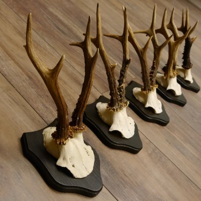5 pieces of deer antlers, roe deer, roe buck, antlers on trophy boards 22.1254