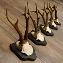 5 pieces of deer antlers, roe deer, roe buck, antlers on trophy boards 22.1254