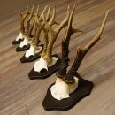 5 pieces of deer antlers, roe deer, roe buck, antlers on trophy boards 22.1254