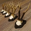 5 pieces of deer antlers, roe deer, roe buck, antlers on trophy boards 22.1254