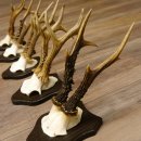 5 pieces of deer antlers, roe deer, roe buck, antlers on trophy boards 22.1254