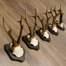 5 pieces of deer antlers, roe deer, roe buck, antlers on trophy boards 22.1254