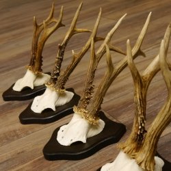 5 Stück Rehgeweihe Rehbocke Reh Bock Geweihe auf Trophäenschildern 22.1254