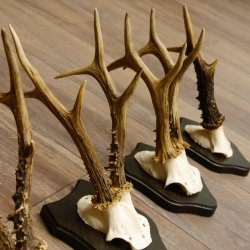 5 pieces of deer antlers, roe deer, roe buck, antlers on trophy boards 22.1254
