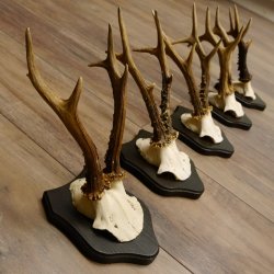 5 pieces of deer antlers, roe deer, roe buck, antlers on trophy boards 22.1254