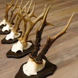 5 pieces of deer antlers, roe deer, roe buck, antlers on trophy boards 22.1254